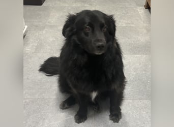 Lika eine schwarze Perle zum lieb haben