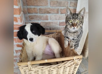 Kika ein kleines Schäfchen