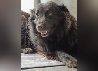 Lika eine schwarze Perle zum lieb haben