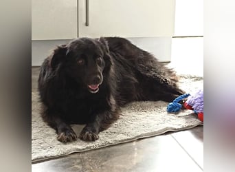 Lika eine schwarze Perle zum lieb haben