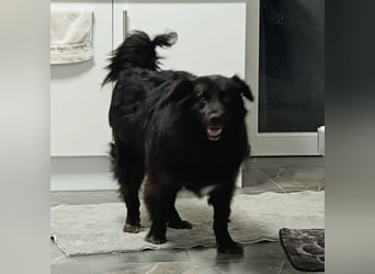 Lika eine schwarze Perle zum lieb haben