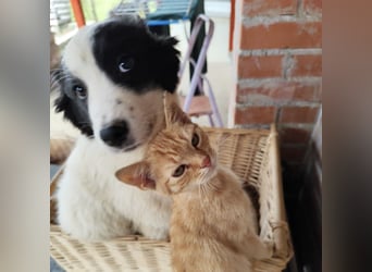 Kika ein kleines Schäfchen