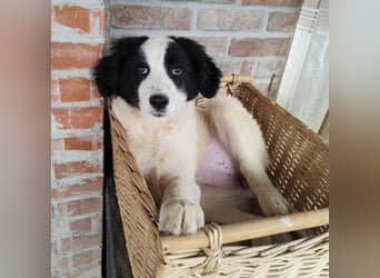 Kika ein kleines Schäfchen