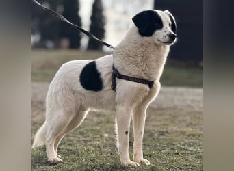 Puki eine gebrochene Seele