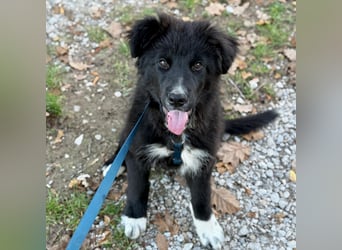 Minja ein braver Welpenbub