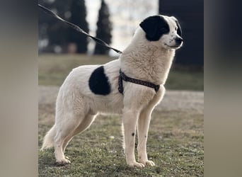 Puki eine gebrochene Seele