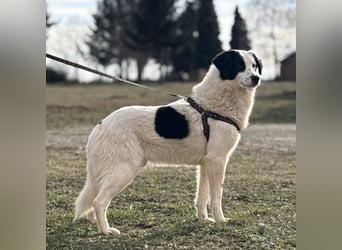 Puki eine gebrochene Seele