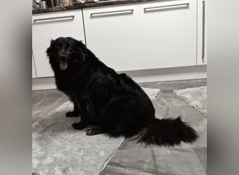 Lika eine schwarze Perle zum lieb haben