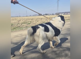 Melly ein Traumwesen