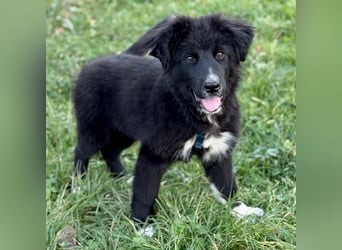 Minja ein braver Welpenbub