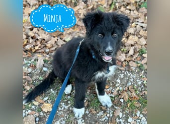 Minja ein braver Welpenbub