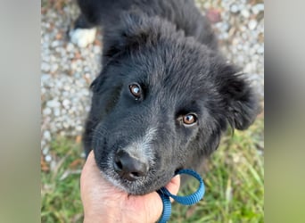 Minja ein braver Welpenbub