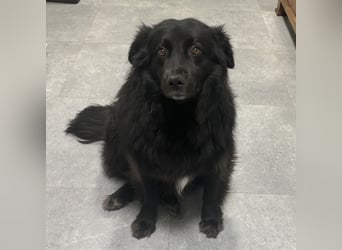 Lika eine schwarze Perle zum lieb haben