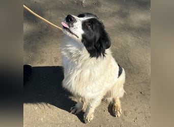 Melly ein Traumwesen