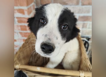 Kika ein kleines Schäfchen