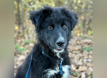 Minja ein braver Welpenbub