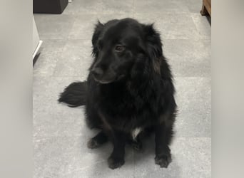 Lika eine schwarze Perle zum lieb haben