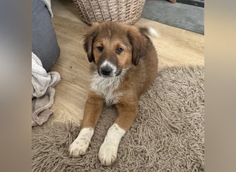 Rumi ein kleiner großer Schatz