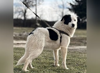 Puki eine gebrochene Seele