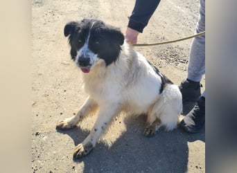 Melly ein Traumwesen