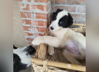 Kika ein kleines Schäfchen