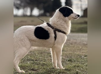 Puki eine gebrochene Seele