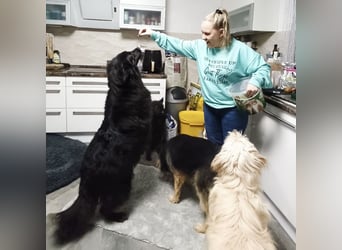 Lika eine schwarze Perle zum lieb haben