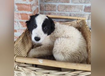 Kika ein kleines Schäfchen