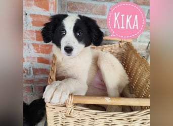 Kika ein kleines Schäfchen