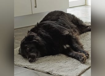 Lika eine schwarze Perle zum lieb haben