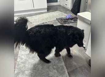 Lika eine schwarze Perle zum lieb haben