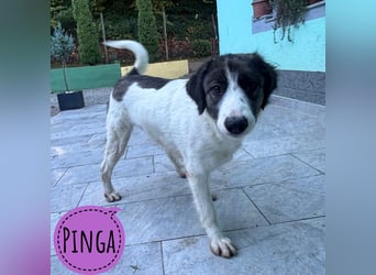 Pinga eine freundliche Hündin