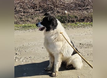 Melly ein Traumwesen