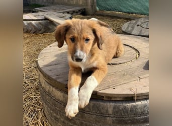 Rumi ein kleiner großer Schatz