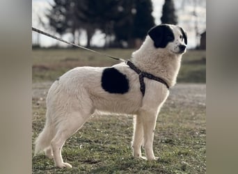 Puki eine gebrochene Seele