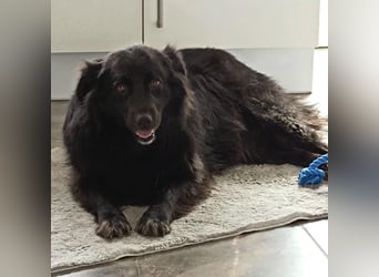 Lika eine schwarze Perle zum lieb haben