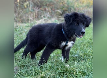 Minja ein braver Welpenbub