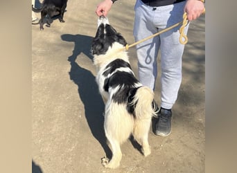 Melly ein Traumwesen