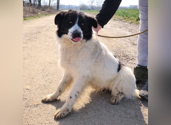 Melly ein Traumwesen