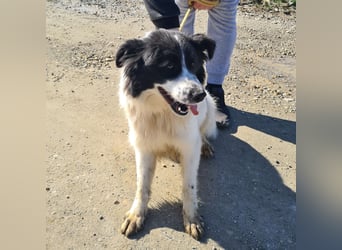 Melly ein Traumwesen