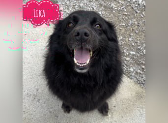 Lika eine schwarze Perle zum lieb haben