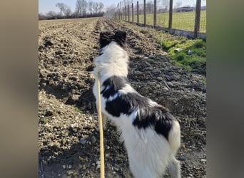 Melly ein Traumwesen