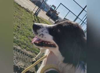 Melly ein Traumwesen