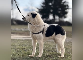 Puki eine gebrochene Seele