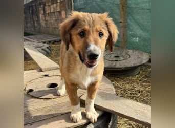 Rumi ein kleiner großer Schatz