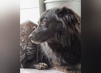 Lika eine schwarze Perle zum lieb haben