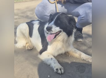 Melly ein Traumwesen