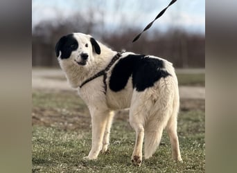 Puki eine gebrochene Seele