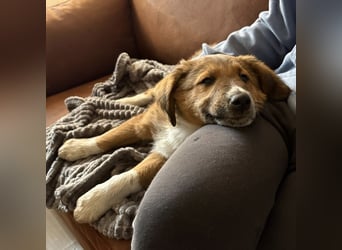 Rumi ein kleiner großer Schatz