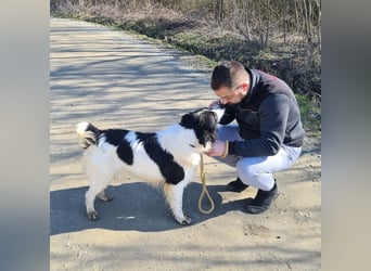 Melly ein Traumwesen